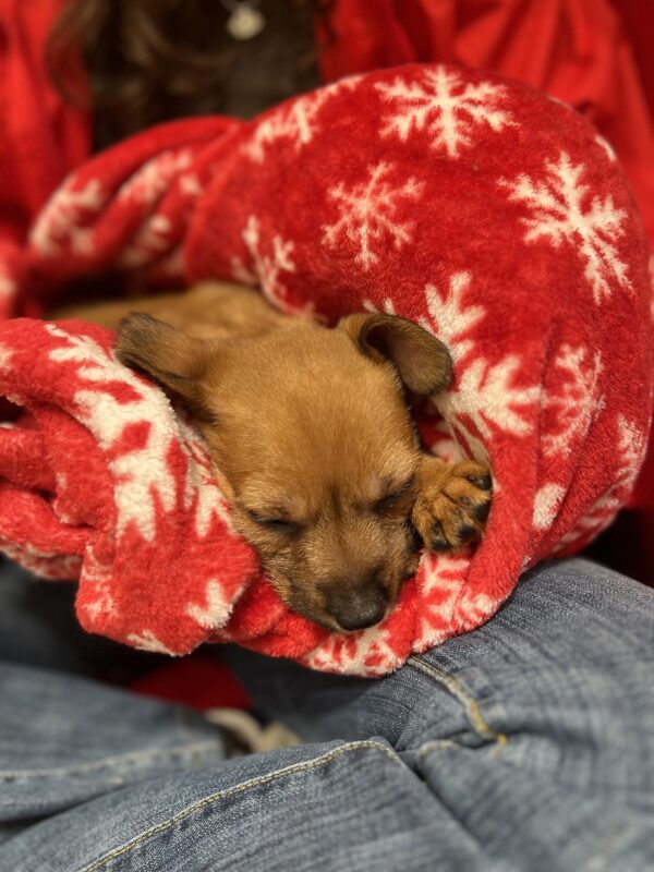 Tiny Sleeping Chihuahua Mix Puppy On A Blanket
