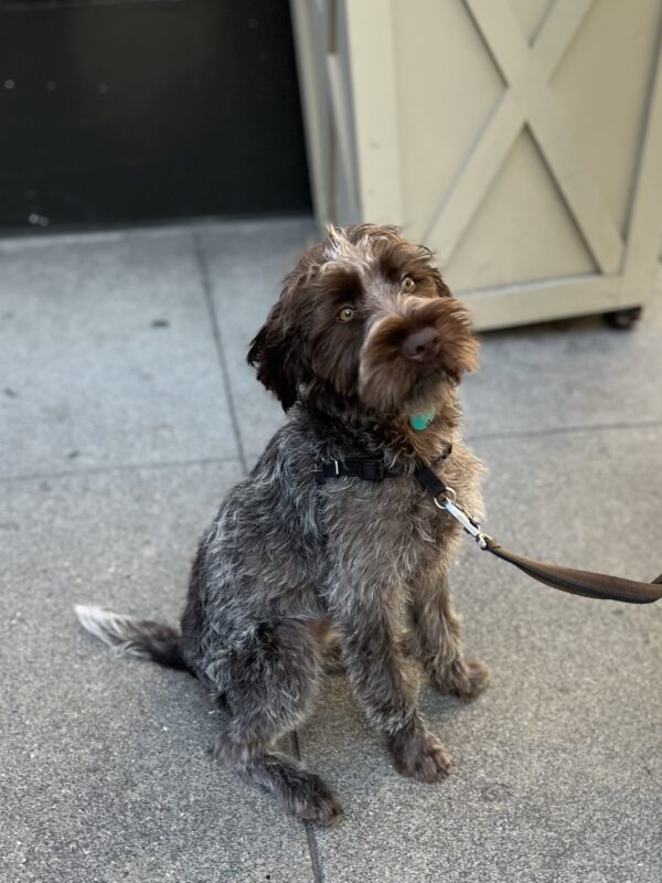 They call me a 'byrd dog'... Six Month Old Wirehaired Pointing Griffon Puppy Sitting