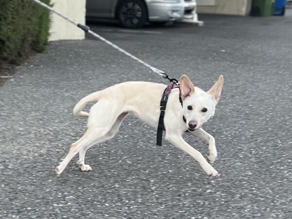 Small White Athletic-Looking Mongrel Leaping