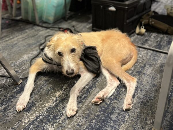 Hey, I'm not a poacher! I like my eggs over easy! Lurcher Curled Up On A Carpet