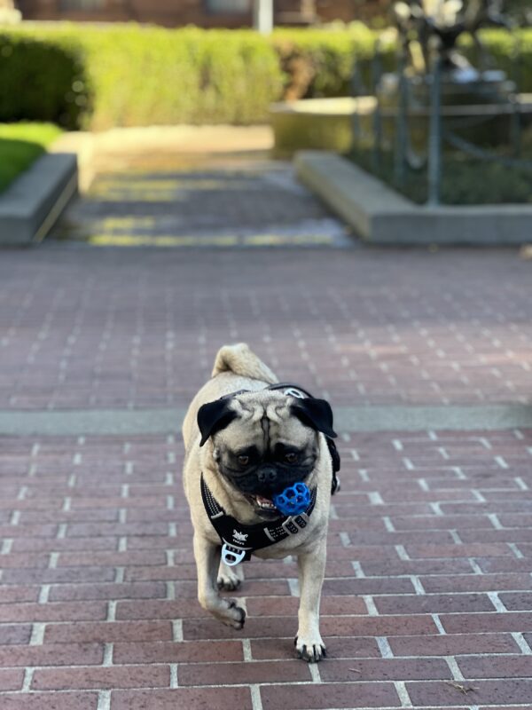 Hah! Goddit! Pug Retrieving A Blue Ball