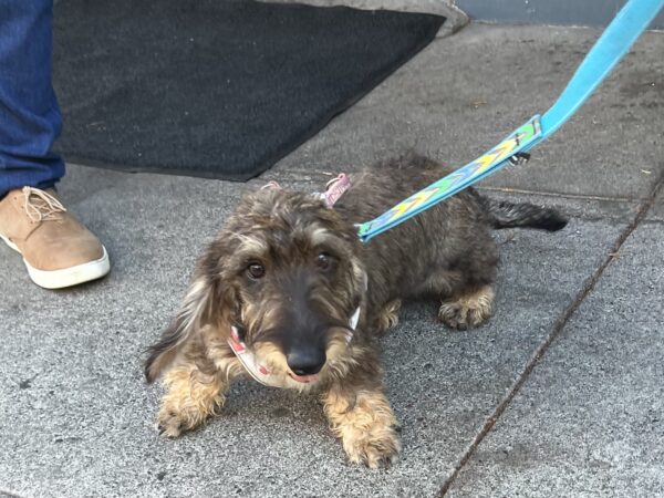 Wire Haired Dachshund Puppy Ready To Play