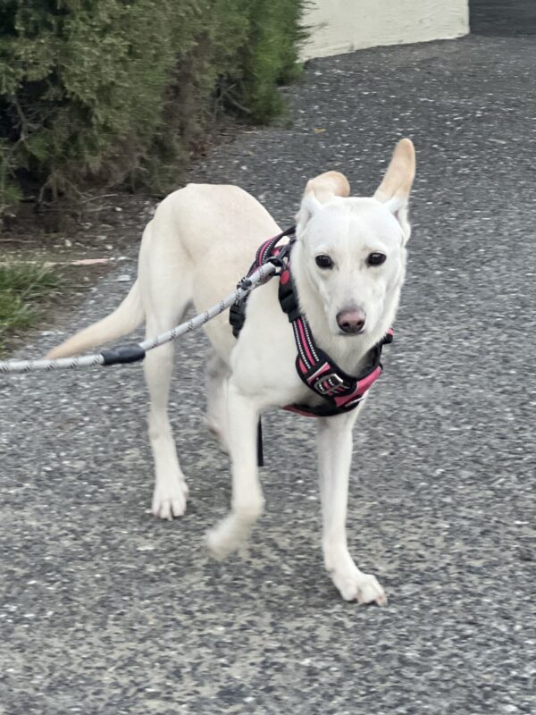 Small White Mongrel With One Flopped Ear