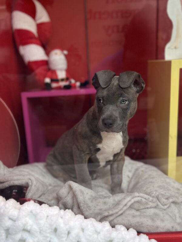 Button-Eared Pit Bull Mix Puppy