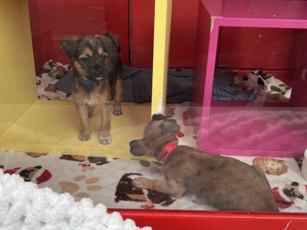 Two Pit Bull Terrier Mix Puppies In Macy's Christmas Window