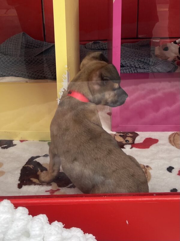 Pit Bull Terrier Mix Puppy In Macy's Christmas Window