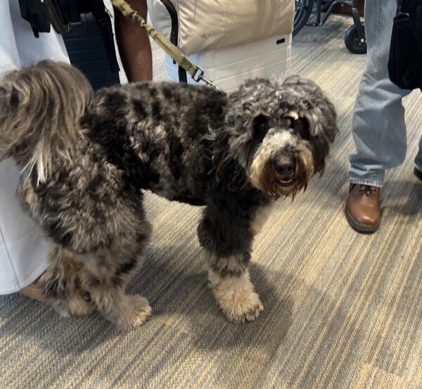 Bernadoodle Service Dog