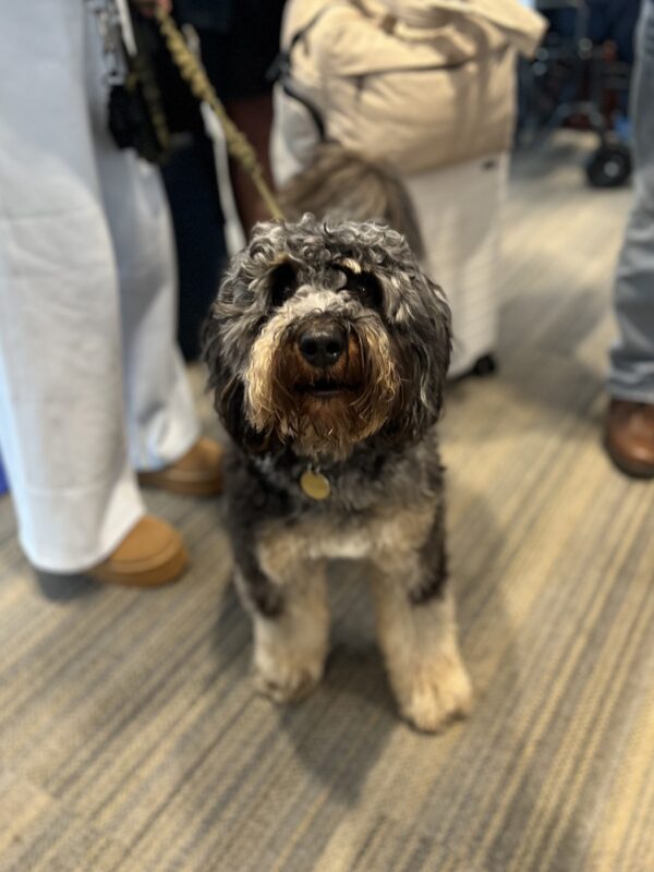 Bernadoodle Service Dog