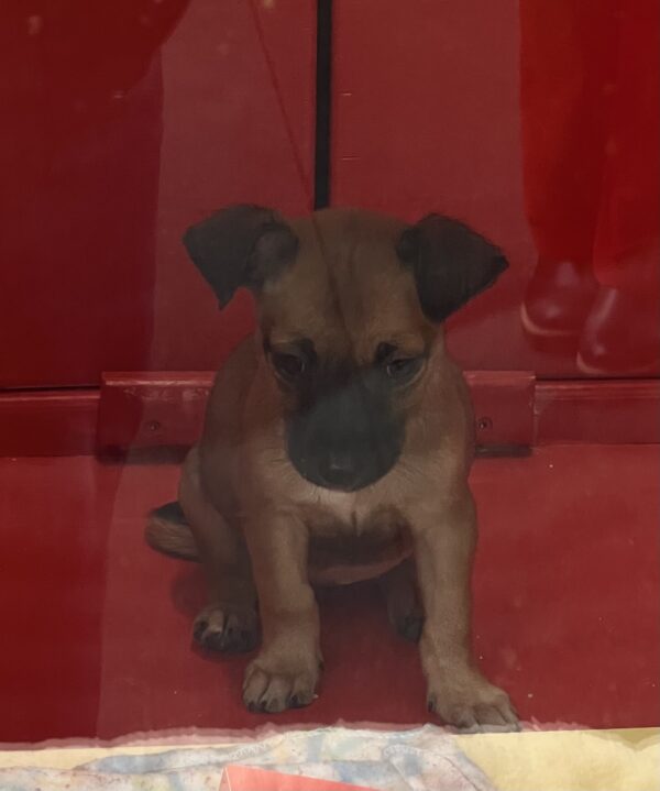 Puppy In A Macy's Window Display