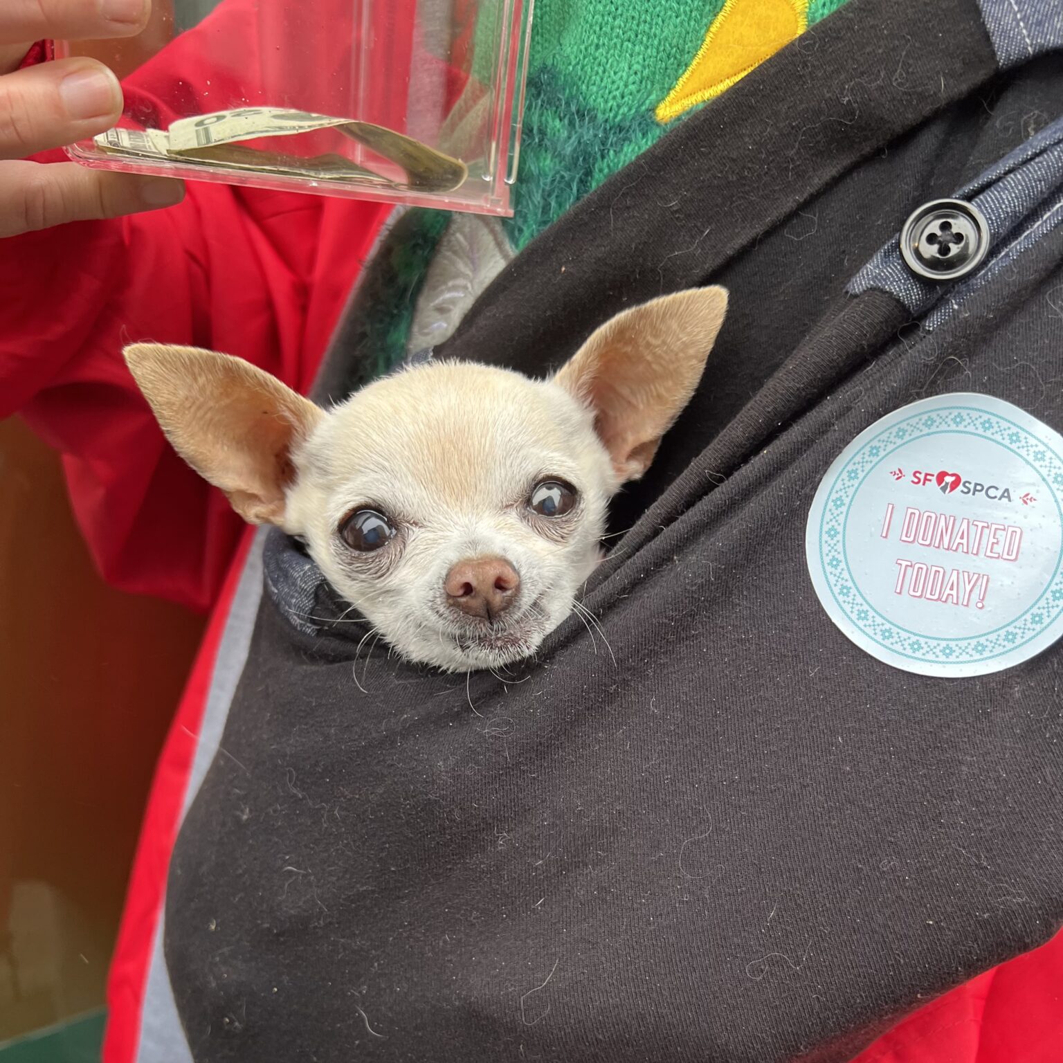 Old Chihuahua In A Sling Bag