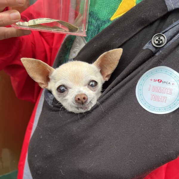 Old Chihuahua In A Sling Bag
