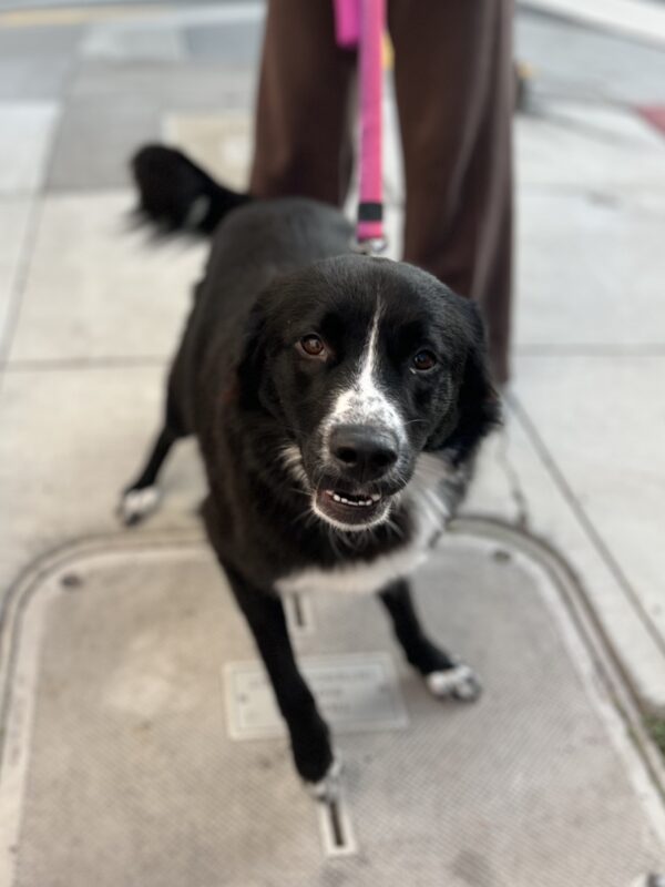 Cute Black And White Mutt