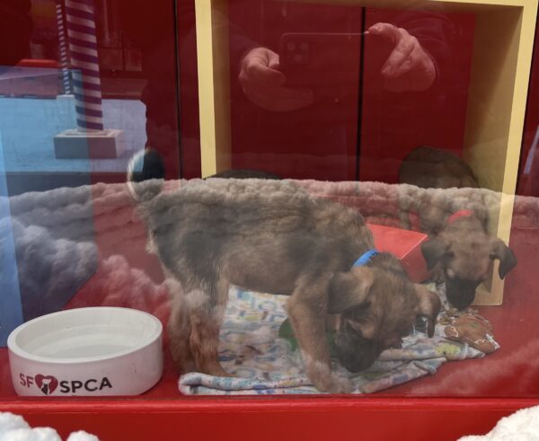 Two Puppies In A Macy's Window Display