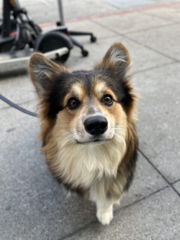 Fluffy Tricolor Pembroke Welsh Corgi Looking Concerned