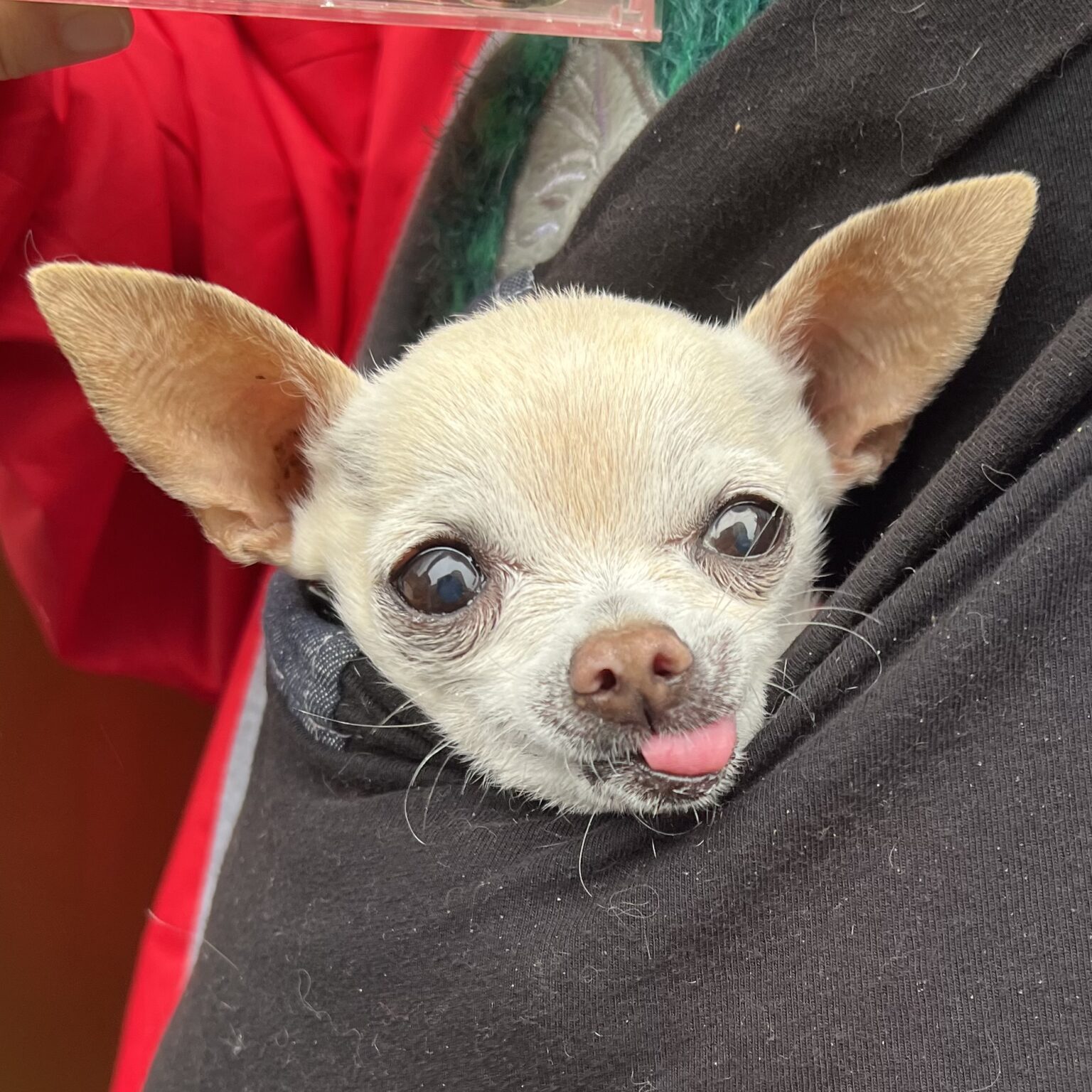 Old Chihuahua In A Sling Bag Sticking Her Tongue Out