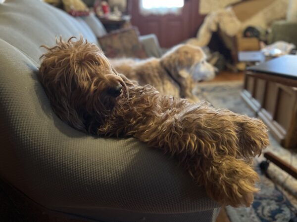 "Sigh... there's just nothin' good on tee vee!" "SSH! I'm watching this biscuit commercial!" Irish Setter Poodle Mix And Golden Retriever On A Sofa