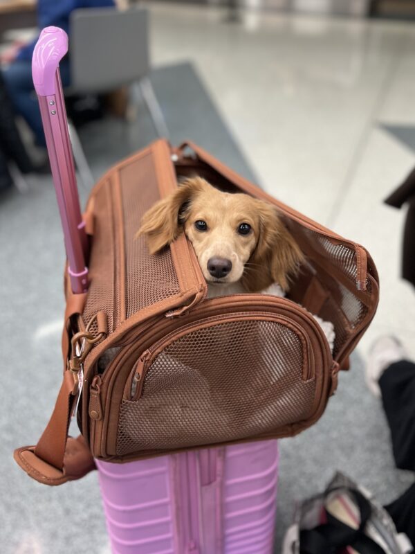 Blond Miniature Dachshund In A Travel Bag