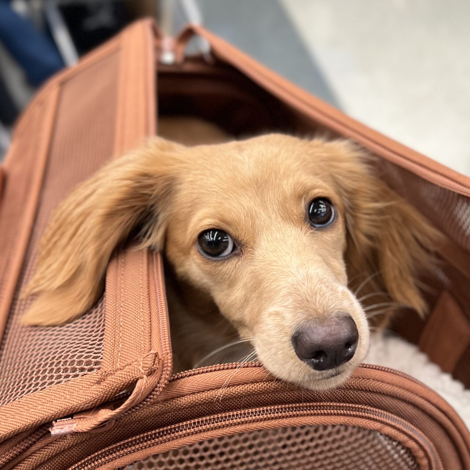 Blond Miniature Dachshund In A Travel Bag Giving Puppydog Eyes