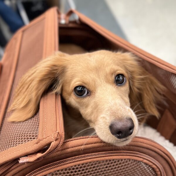 Blond Miniature Dachshund In A Travel Bag Giving Puppydog Eyes
