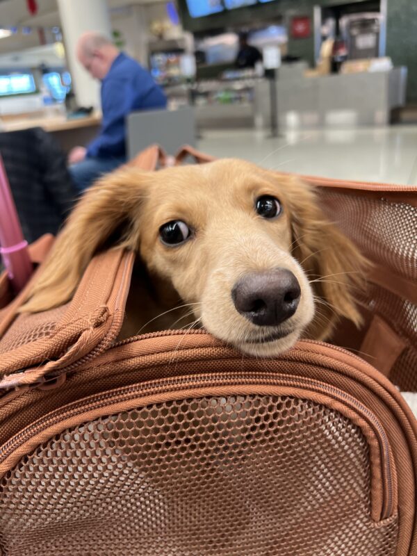 Blond Miniature Dachshund In A Travel Bag