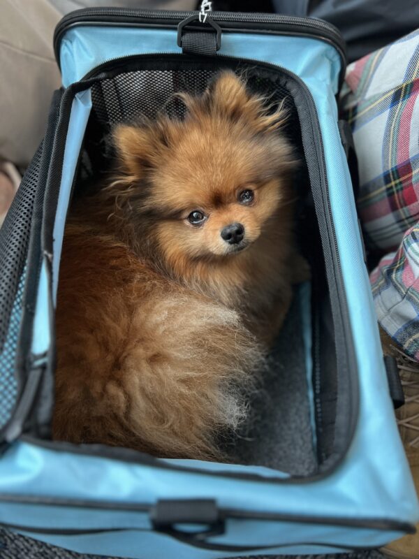Pomeranian In A Blue Flight Bag