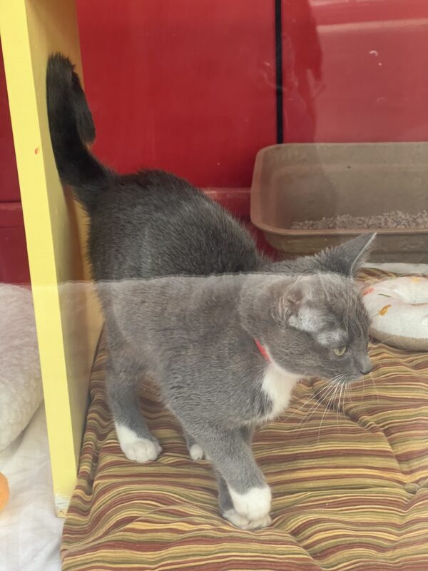 C'mon! I wanna PLAY! Grey Kitten With White Chest And Socks In Macy's San Francisco Window Display