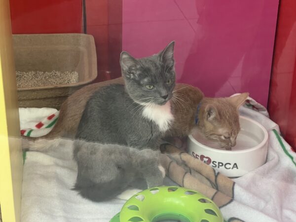 "Aren't you done YET?" "Man some of us are THIRSTY!" Two Kittens In A Macy's San Francisco Window Display