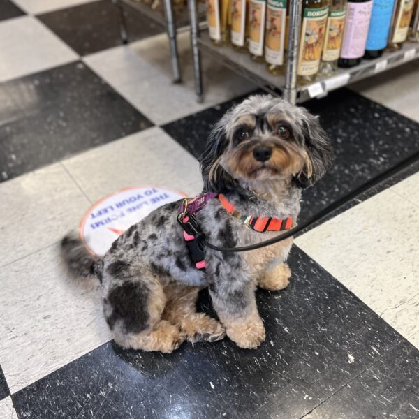 Yes! I am being VERY good! And adorable! Blue Merle Cavalier King Charles Spaniel Poodle Mix