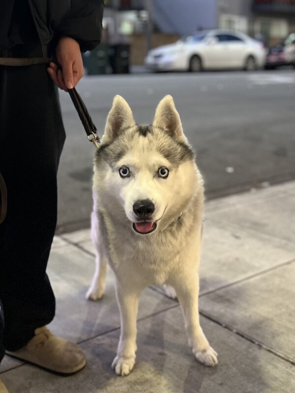 Small Siberian Husky Staring At The Camera