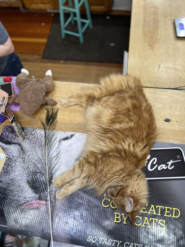 Orange Tiger Tabby Maine Coon Cat Sleeping On Her Side