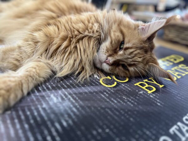 Orange Tiger Tabby Maine Coon Lying On Her Side