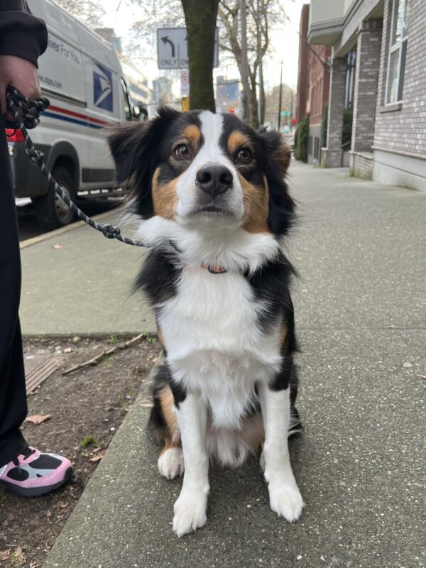Tricolor Australian Shepherd Sitting On A Sidewalk
