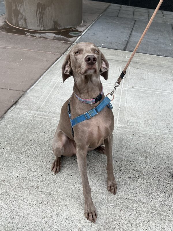 Weimaraner Looking Dignified And Droopy