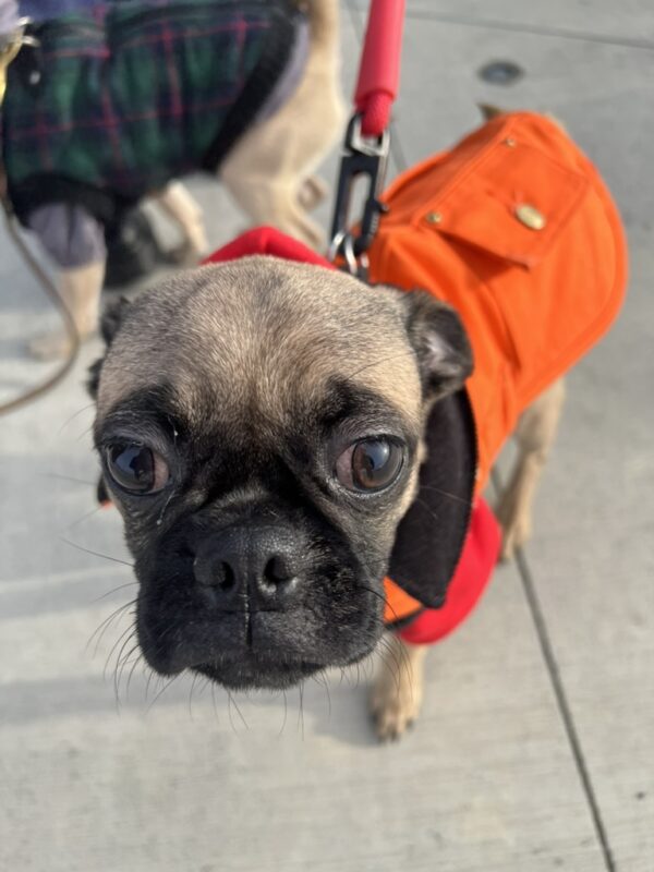 Pug Puppy Staring Into The Camera