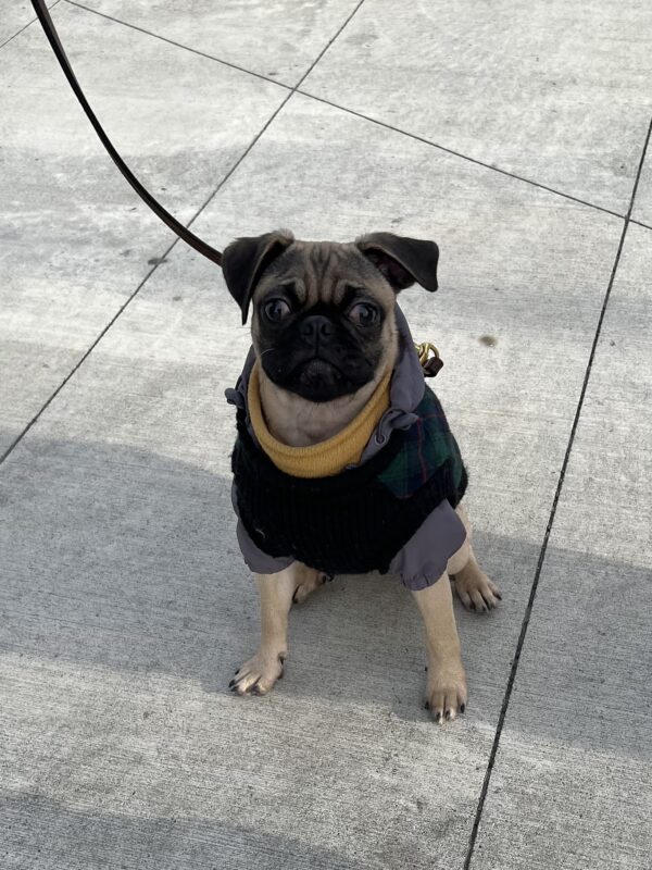 Pug Puppy In A Jacket Sitting On The Sidewalk