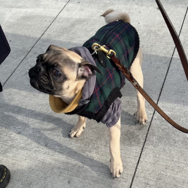 Pug Puppy In Jacket Giving Side-Eye