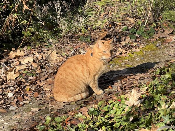 Marmalade Tiger Tabby Cat