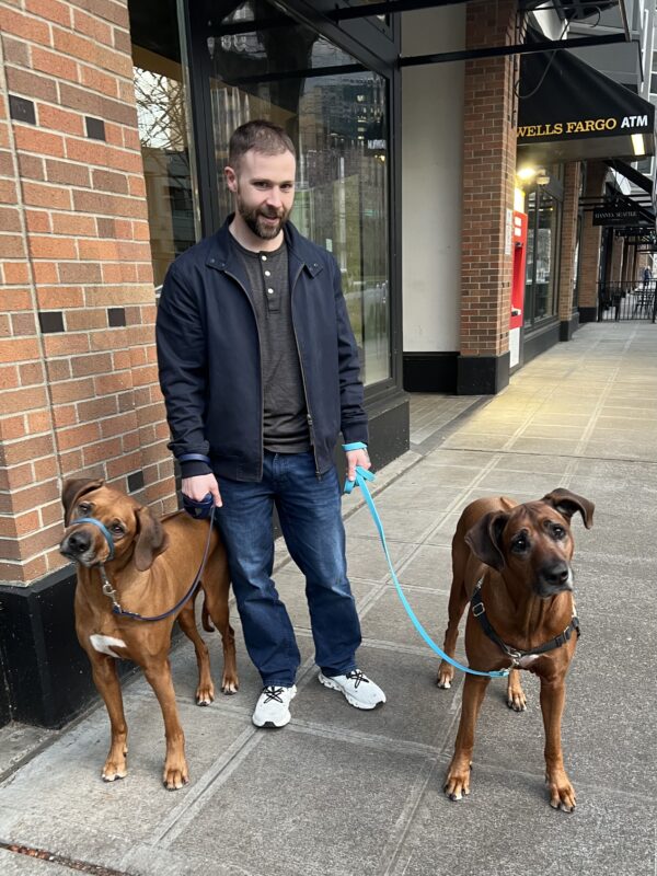 Man Walking Two Rhodesian Ridgebacks