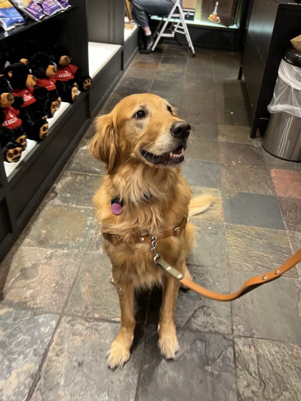 Happy Golden Retriever