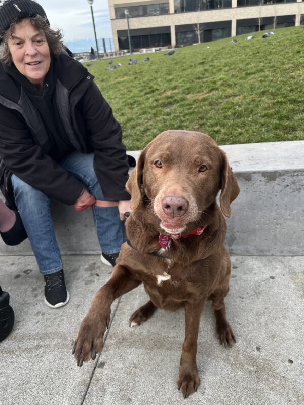 Labrador Retriever Chesapeake Bay Retreiver Mix Waving A Paw