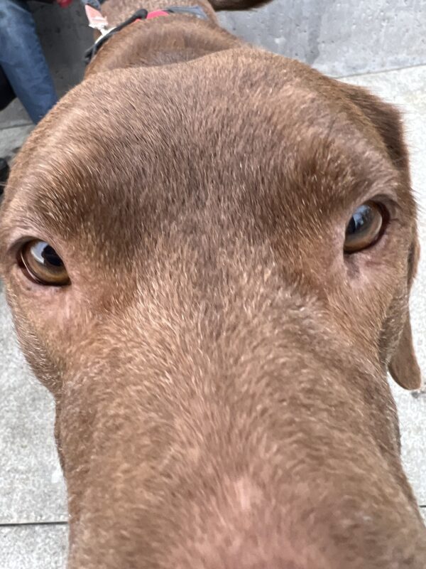 Labrador Retriever Chesapeake Bay Retreiver Mix Sticking Her Nose In The Camera