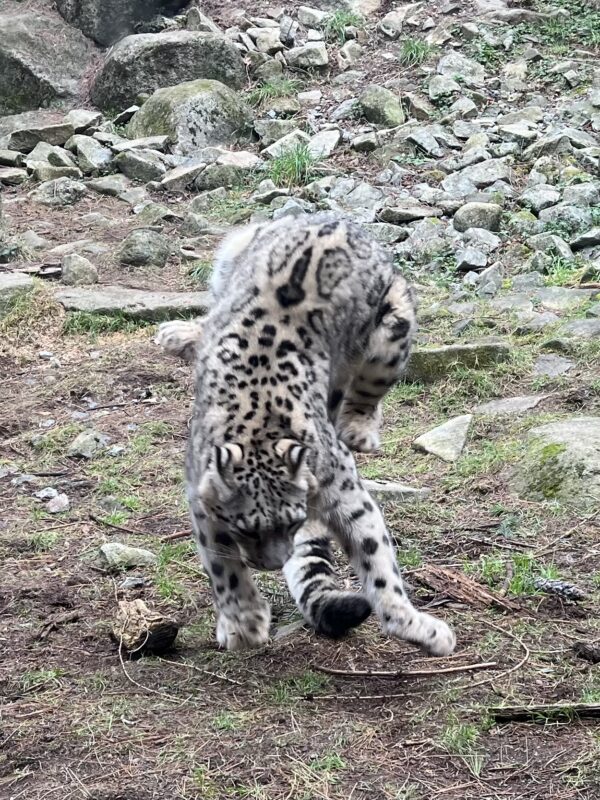 HAH! GOTCHA! Snow Leopard Pouncing On His Own Tail
