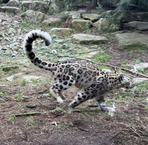 OH NO! COUNTERATTACK! RETREEEEEAT! Snow Leopard Running