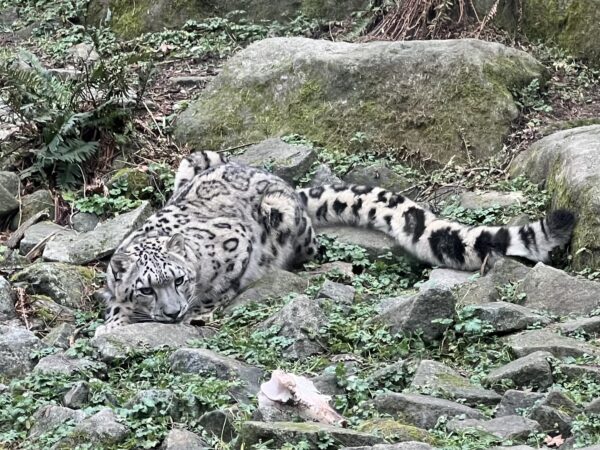 Hmmmmm... Snow Leopard Lying In Rocks