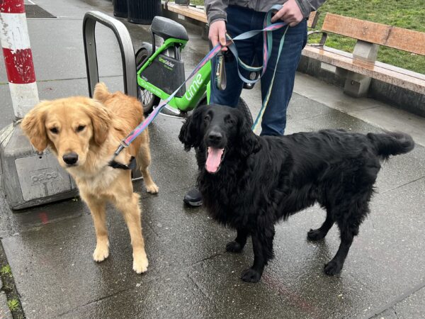 Golden Retriever And Flat Coat Retriever