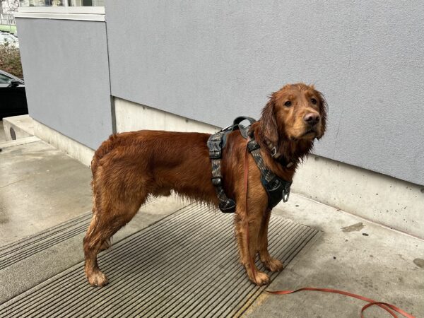 Wet Golden Retriever