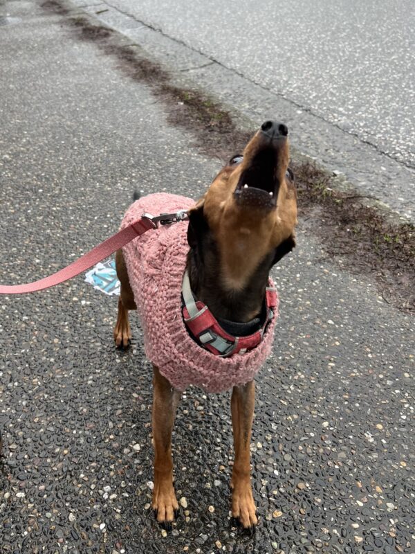O SOLO MIO! O SOLO YOU-O! O SOLO EVERYBODYELSE-O! Rat Terrier Miniature Pinscher Mix In A Pink Sweater Barking