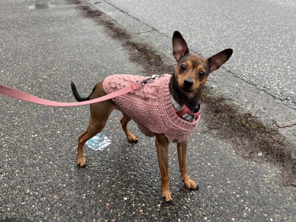 What, really? Well, okay, I guess. Miniature Pinscher Rat Terrier Mix In A Pink Sweater