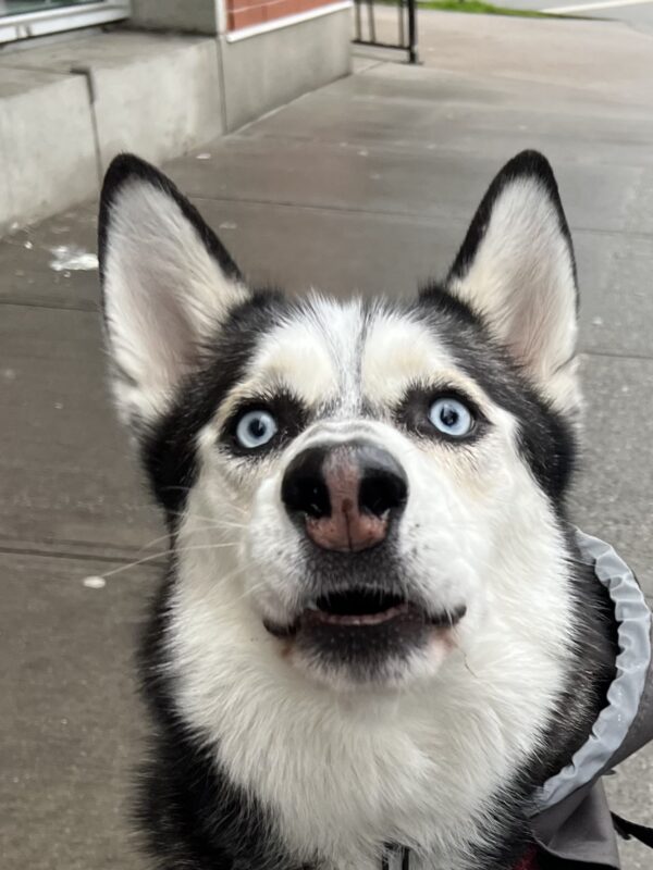 CONSTRUCTION CRANES ARE IMMORAL (Those poor overworked birds!) Siberian Husky Looking Incredibly Derpy