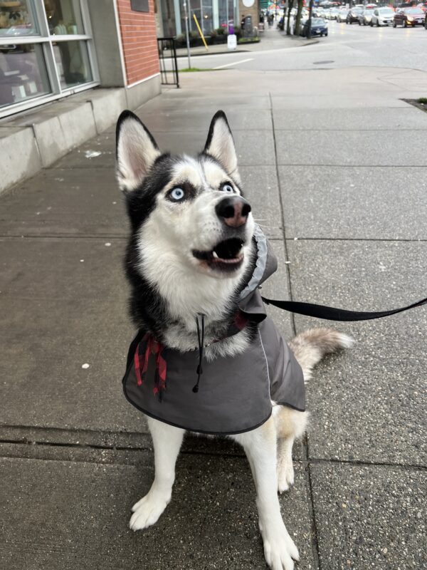 Aw c'mon dad he was buying it! Siberian Husky Being Chatty